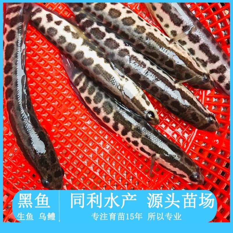 水产种苗淡水鱼苗黑鱼苗生鱼苗雄鱼苗乌鱧鱼苗才鱼苗