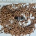牛膝牛夕怀牛膝看规格下单，一件代发1000克