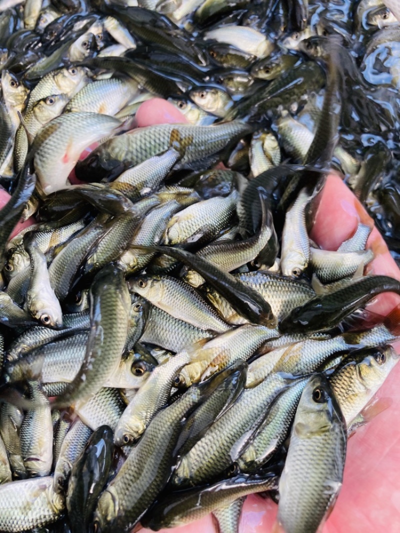 牛商推荐禾花鲤稻田鲤鱼黄河鲤鱼苗鲤鱼苗鲤拐子鱼苗