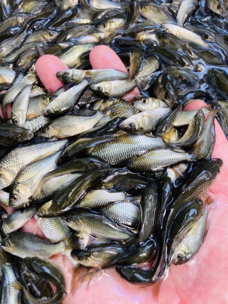 牛商推荐禾花鲤稻田鲤鱼黄河鲤鱼苗鲤鱼苗鲤拐子鱼苗