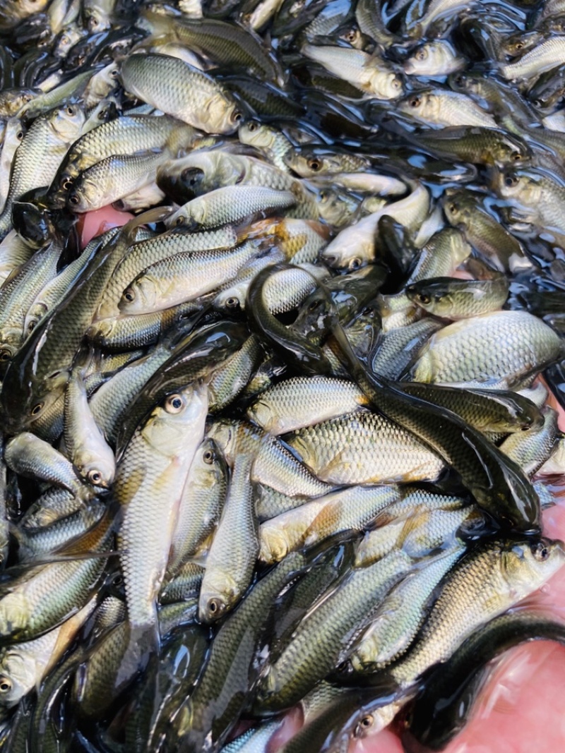 牛商推荐禾花鲤稻田鲤鱼黄河鲤鱼苗鲤鱼苗鲤拐子鱼苗