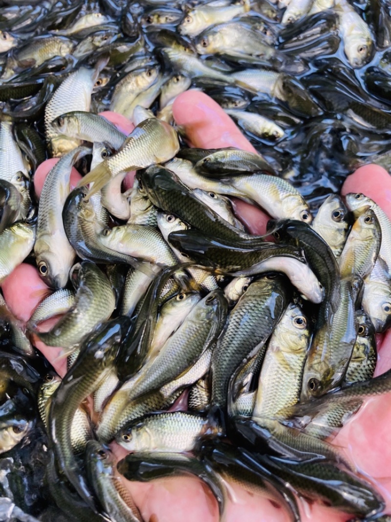 牛商推荐禾花鲤稻田鲤鱼黄河鲤鱼苗鲤鱼苗鲤拐子鱼苗