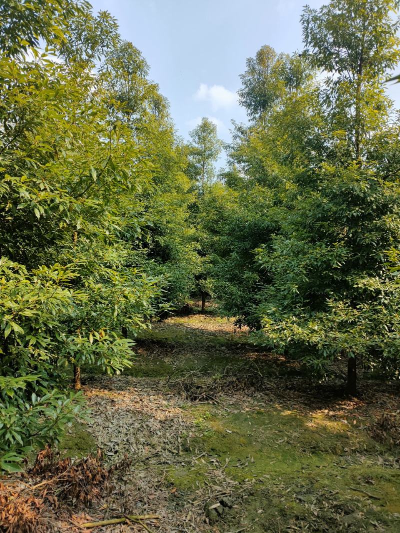 小叶桢楠金丝楠木桢楠生产基地直销优势大量出售中