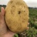 黄心沙地土豆🥔千亩基地大量供应平台一件代发