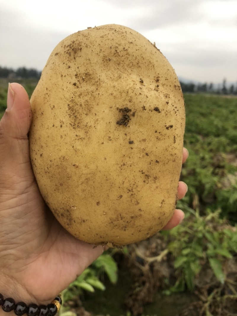 黄心沙地土豆🥔千亩基地大量供应平台一件代发