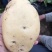 黄心沙地土豆🥔千亩基地大量供应平台一件代发