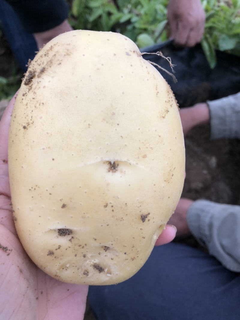 黄心沙地土豆🥔千亩基地大量供应平台一件代发
