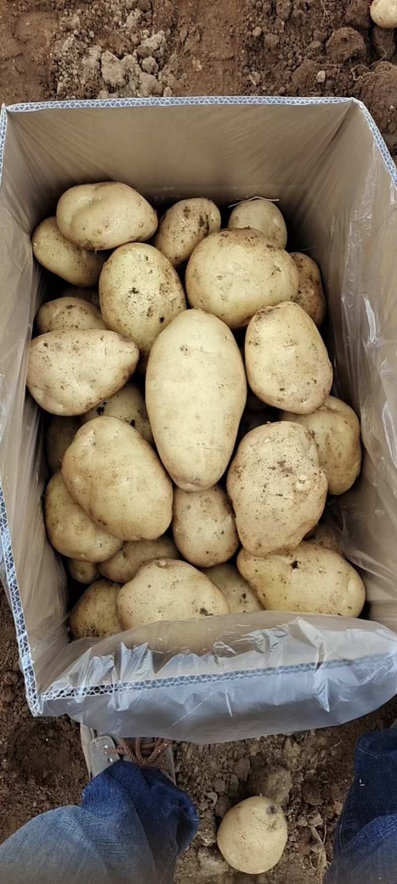 黄心沙地土豆🥔千亩基地大量供应平台一件代发