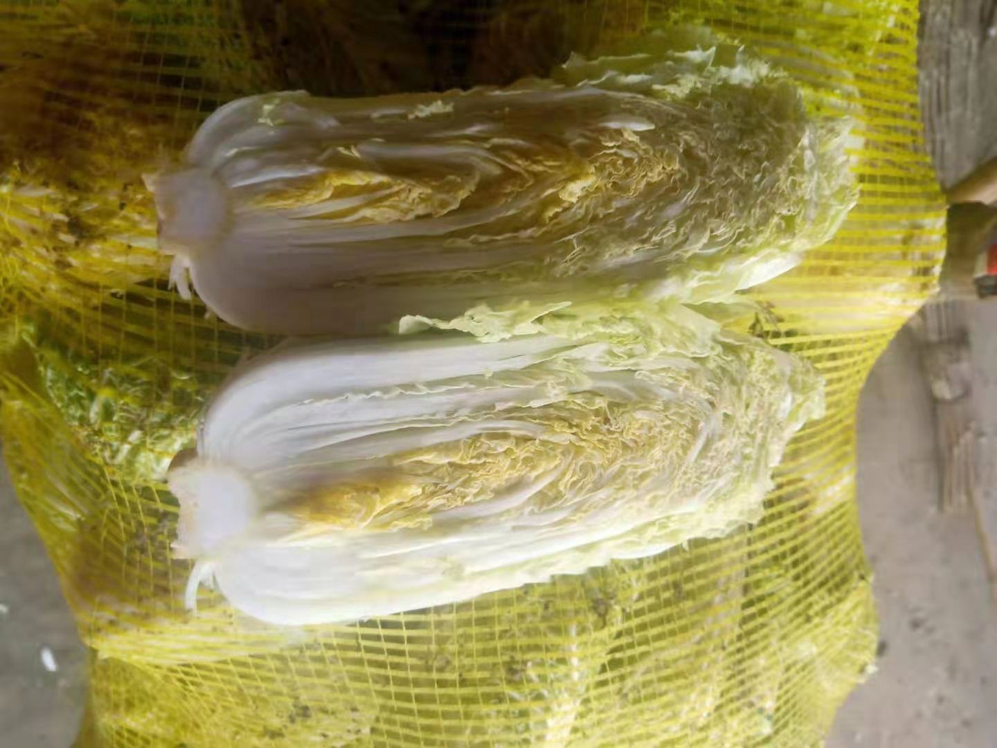 高山黄心娃娃菜经过标准化分拣与包装,准备通过冷链物流发往全国各地 高山黄心娃娃菜包装与物流配送场景