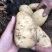 黄心沙地土豆🥔千亩基地大量供应平台一件代发