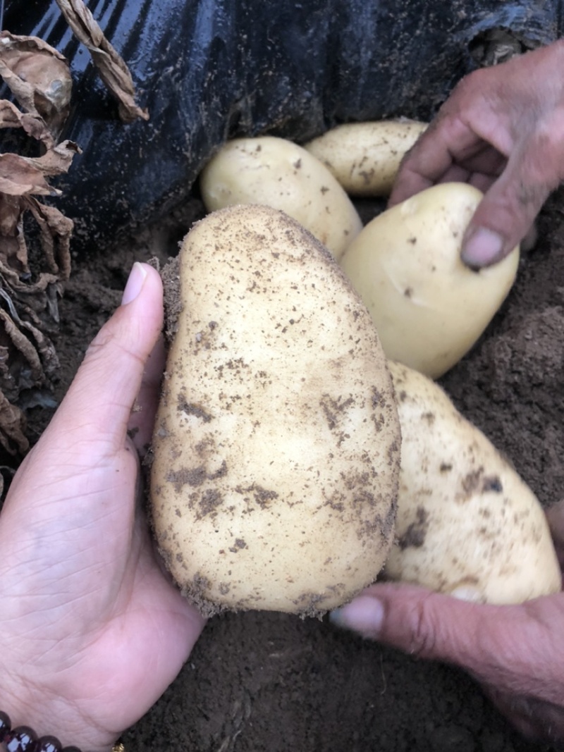 黄心沙地土豆🥔千亩基地大量供应平台一件代发
