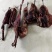 农家无饲料喂养老品种土猪肉，味道就是不一样