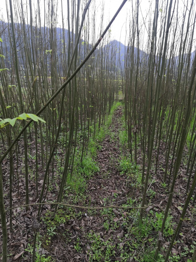 青钱柳苗青钱柳金钱柳摇钱树青钱柳树苗