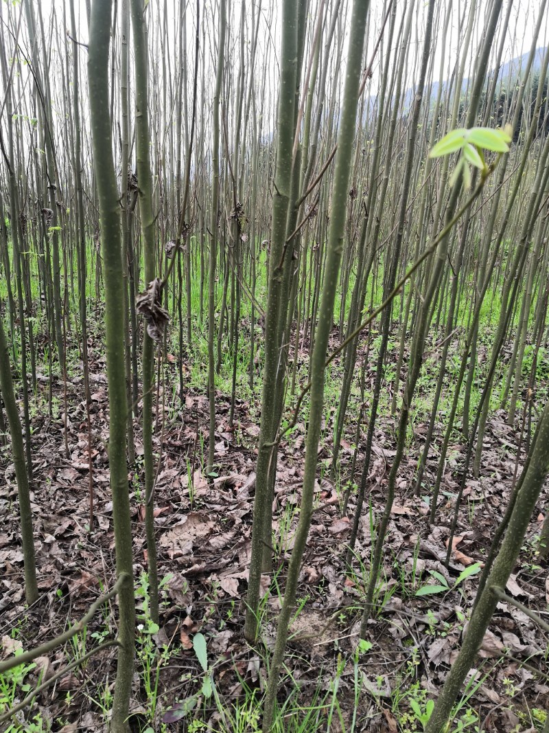 青钱柳苗青钱柳金钱柳摇钱树青钱柳树苗