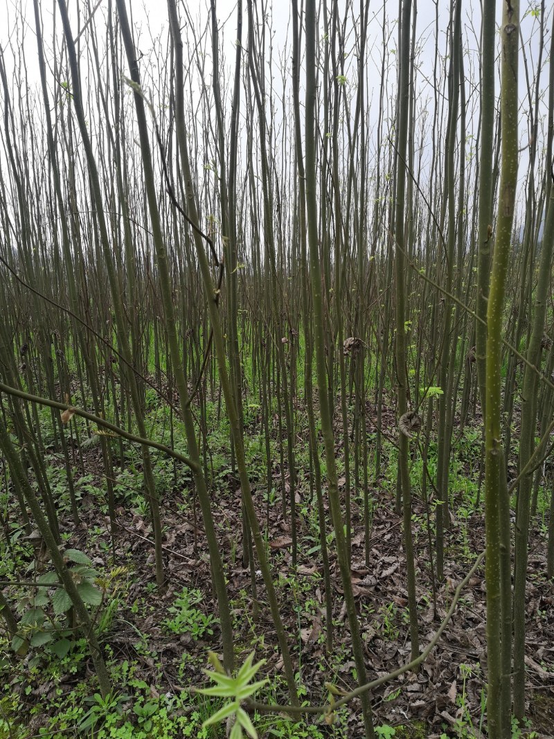 青钱柳苗青钱柳金钱柳摇钱树青钱柳树苗