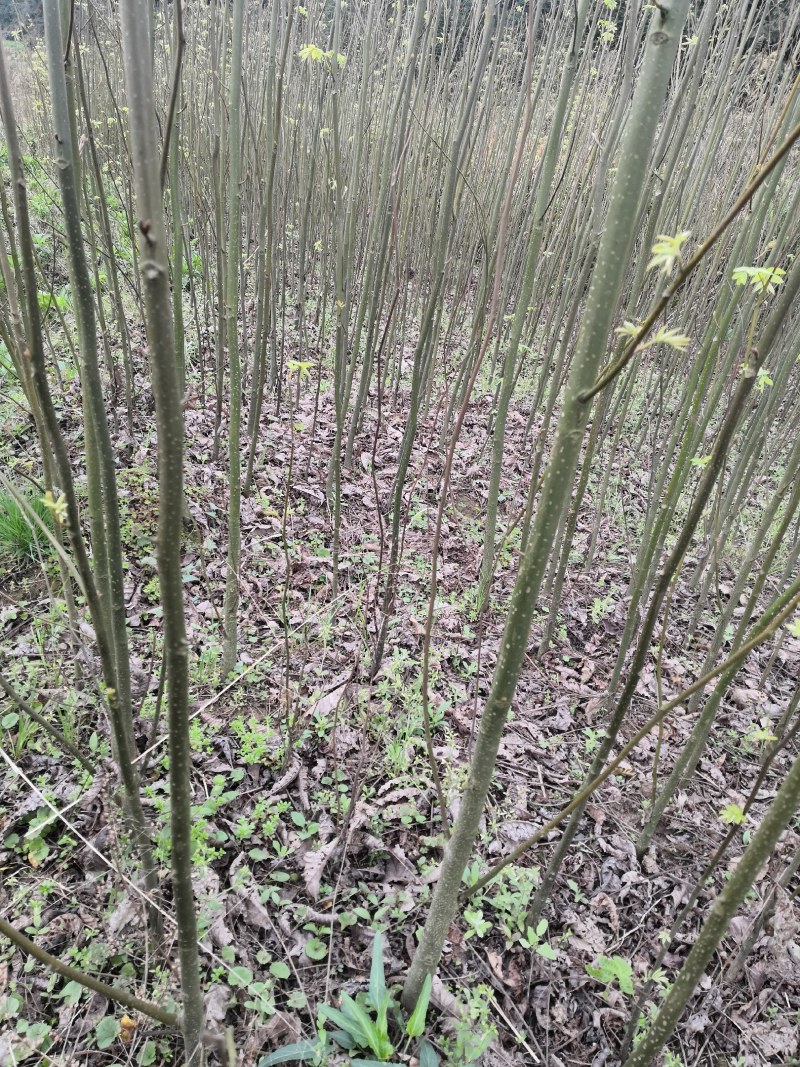 青钱柳苗青钱柳金钱柳摇钱树青钱柳树苗