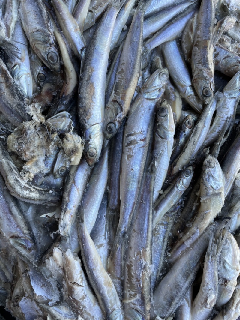饲料鱼🐟鳀鱼喂螃蟹黑鱼大闸蟹水产饲料螃蟹饲料