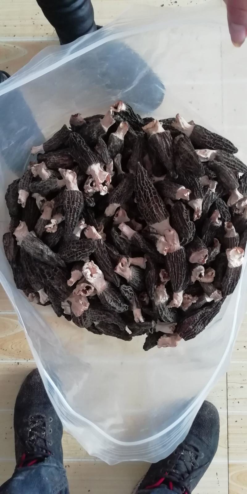 羊肚菌干货头期尾货大量上市