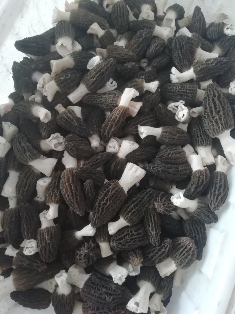 羊肚菌干货头期尾货大量上市
