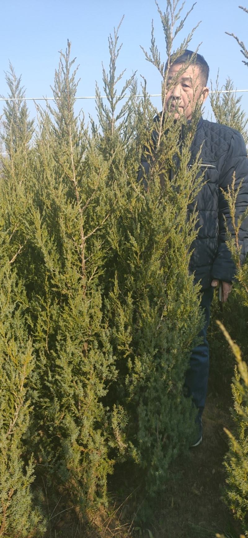 蜀桧用于，也可以道路绿化