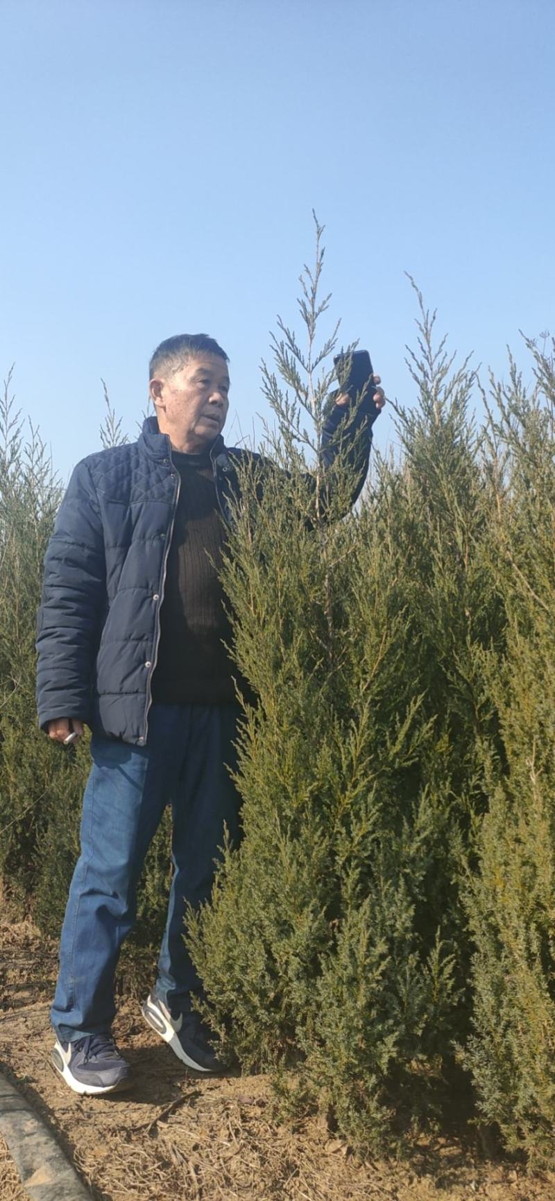 蜀桧用于，也可以道路绿化