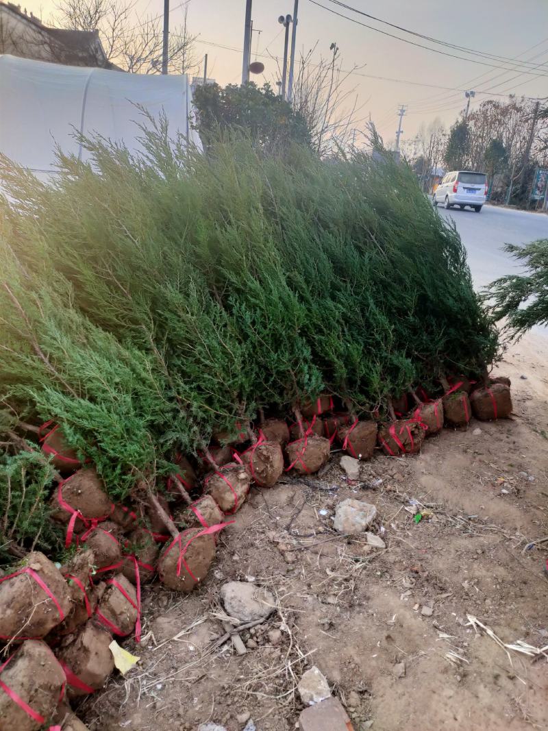 蜀桧用于，也可以道路绿化