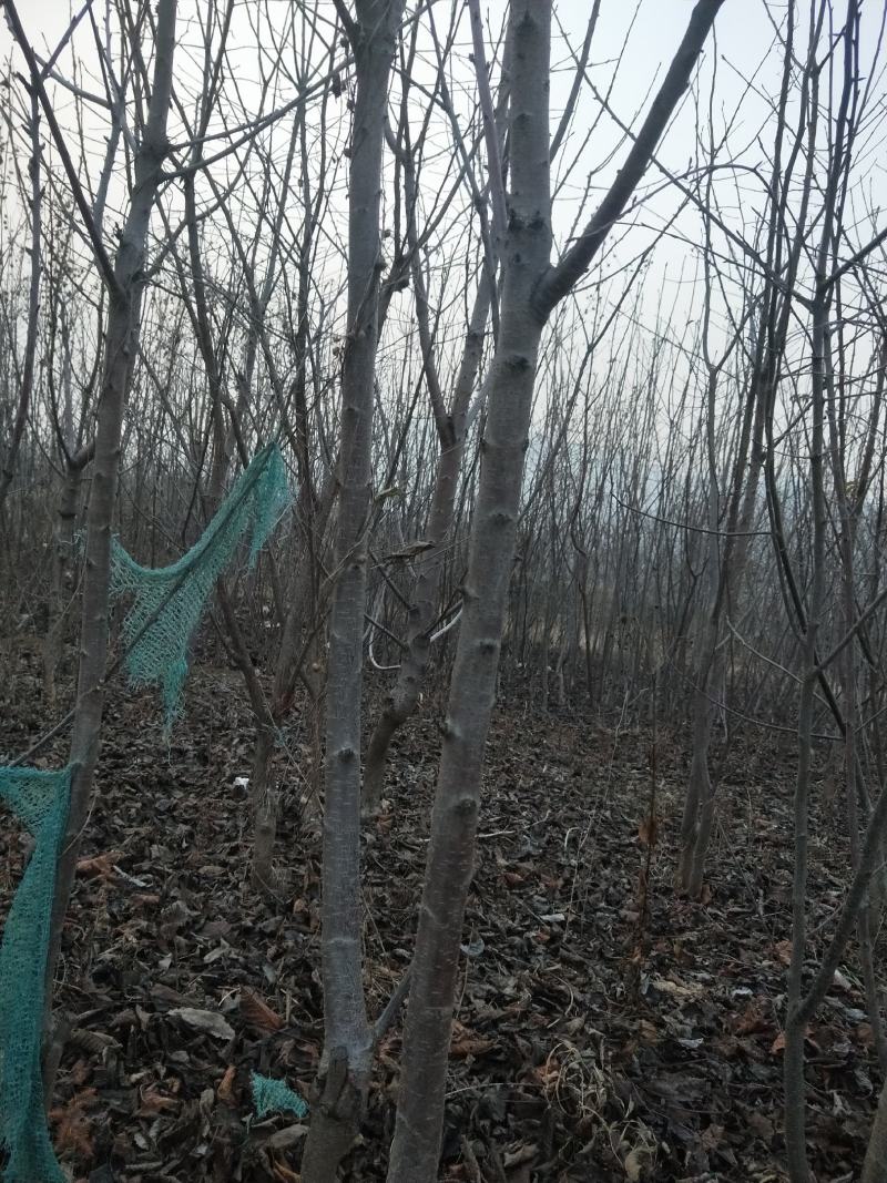 樱桃树嫁接的樱桃树苗