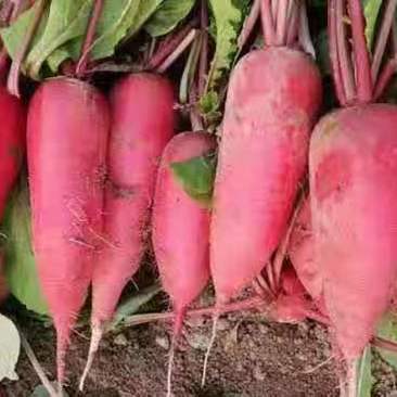 水萝卜山东优质水萝卜种植基地产地直销量大从优