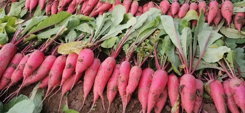 水萝卜山东优质水萝卜种植基地产地直销量大从优