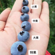 云南高原蓝莓大量有现货，支持整车，团购，电商发货