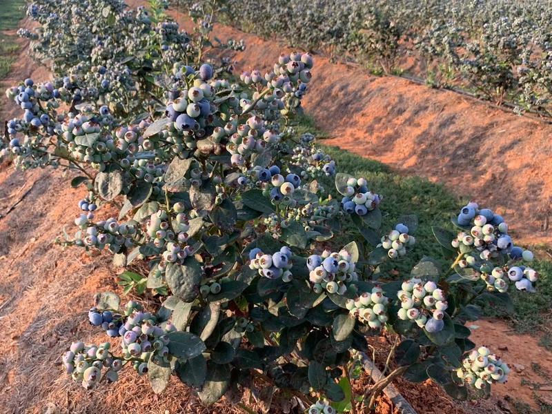 云南高原蓝莓大量有现货，支持整车，团购，电商发货