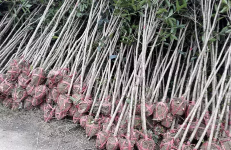 桂圆树苗圃中的幼苗