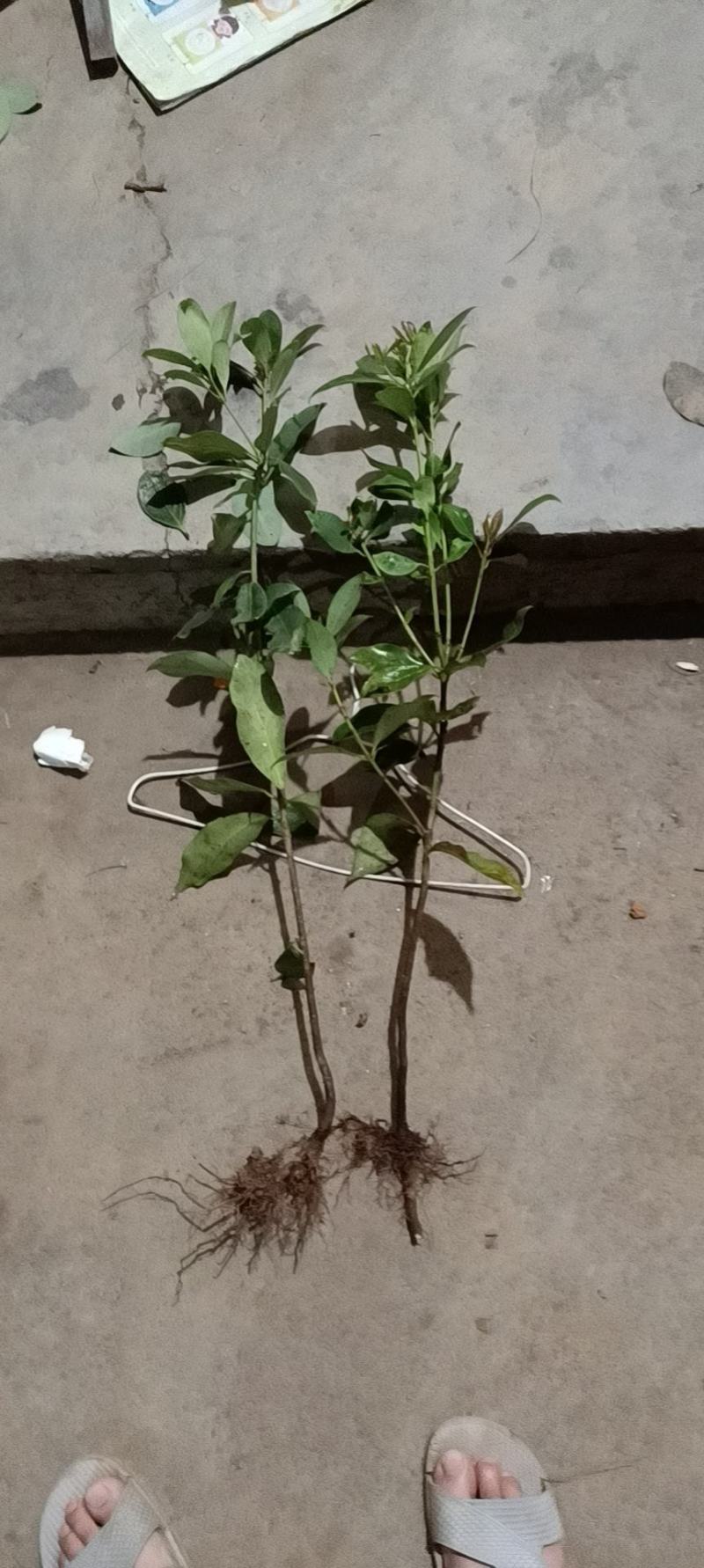 （顺丰快递）古龙八角直生苗