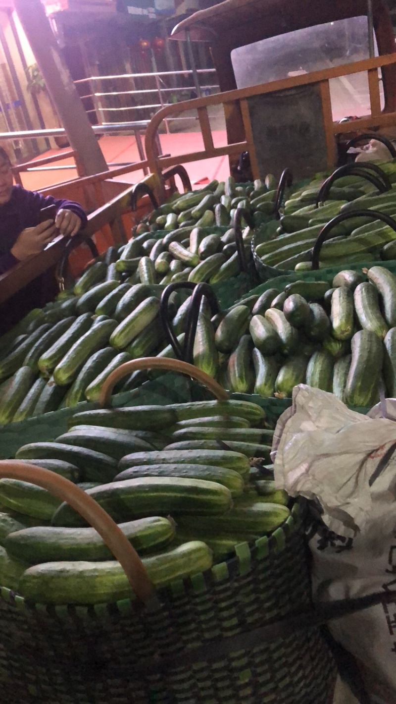 燕白黄瓜大量上市质量挺瓜瓜