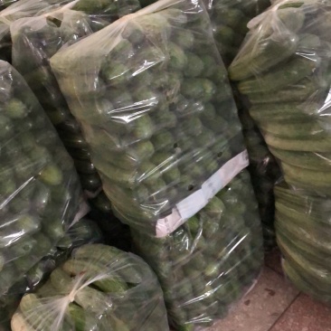 燕白黄瓜大量上市质量挺瓜瓜