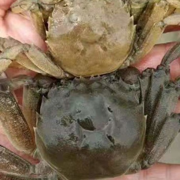 发一张客户拿苗后第一次脱壳的对比图这是仅供分享的帖子