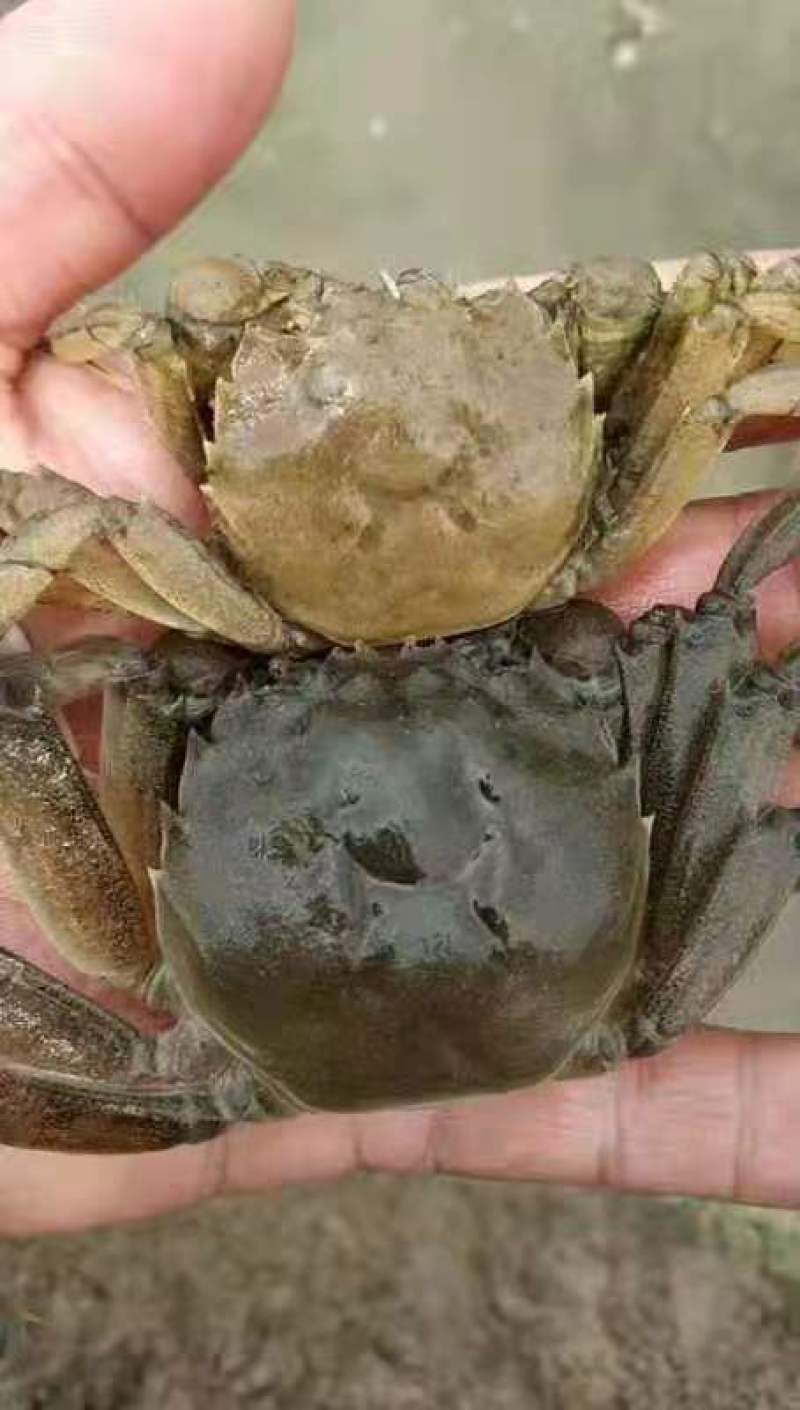 发一张客户拿苗后第一次脱壳的对比图这是仅供分享的帖子