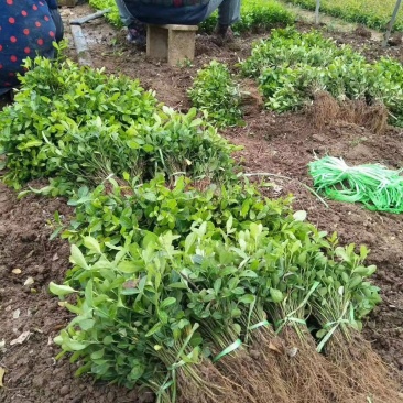 【精选】江苏小叶扶芳藤苗30-60公分高产地直发价优