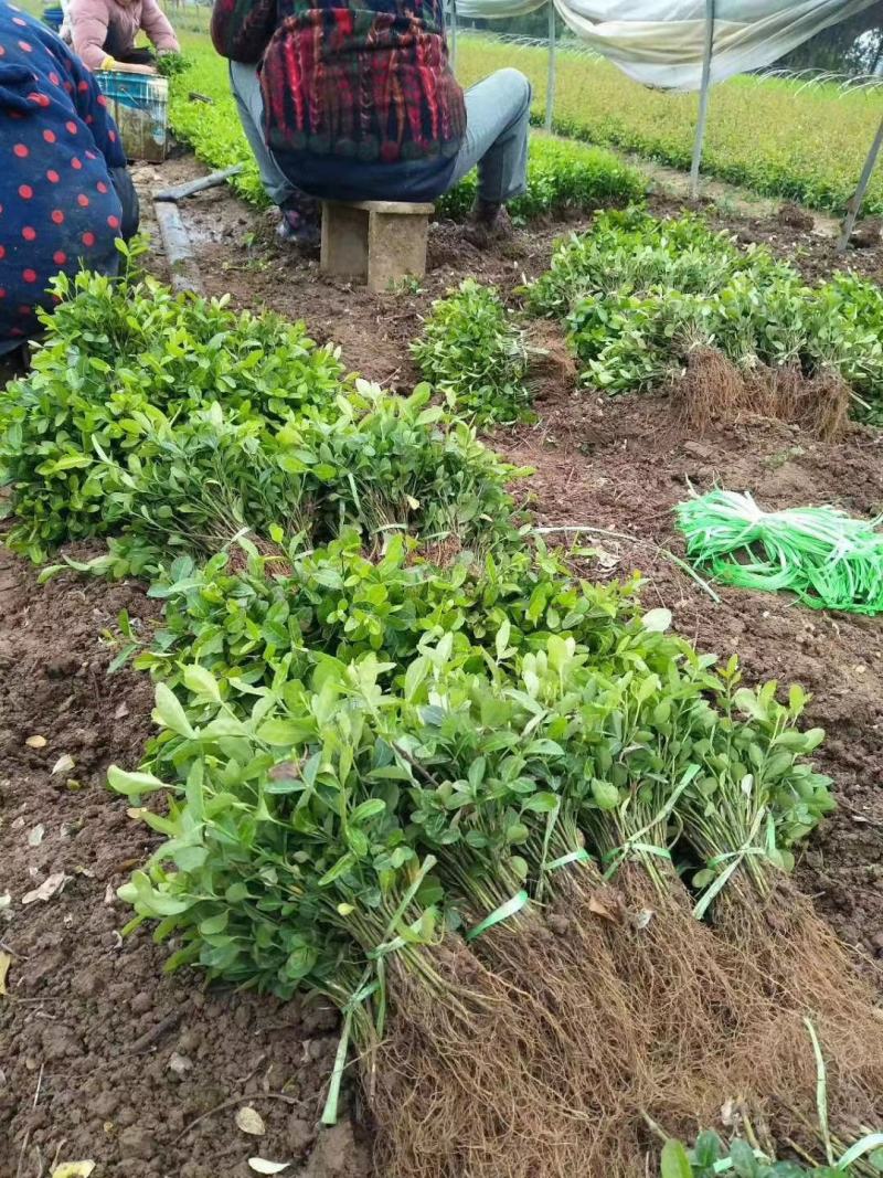 【精选】江苏小叶扶芳藤苗30-60公分高产地直发价优