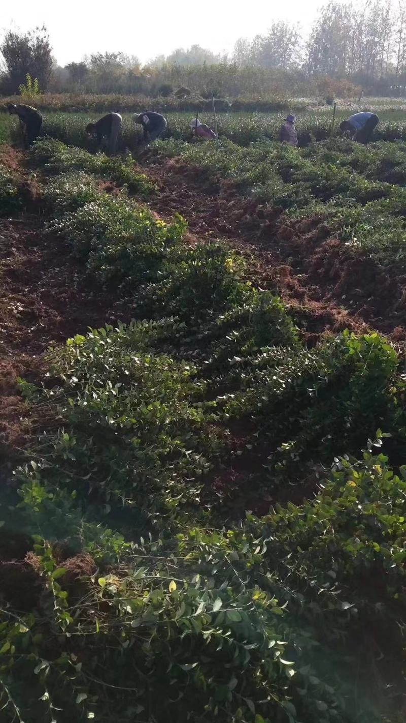 【精选】江苏小叶扶芳藤苗30-60公分高产地直发价优