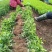 【精选】江苏小叶扶芳藤苗30-60公分高产地直发价优