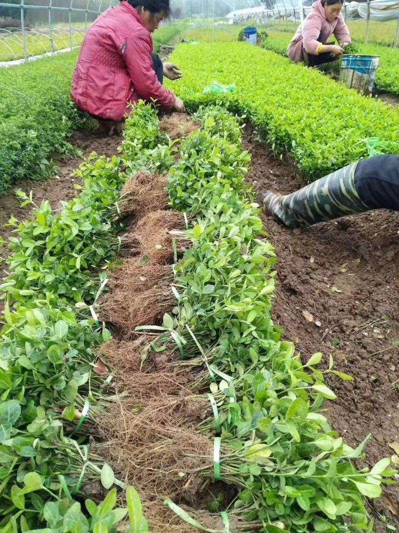 【精选】江苏小叶扶芳藤苗30-60公分高产地直发价优