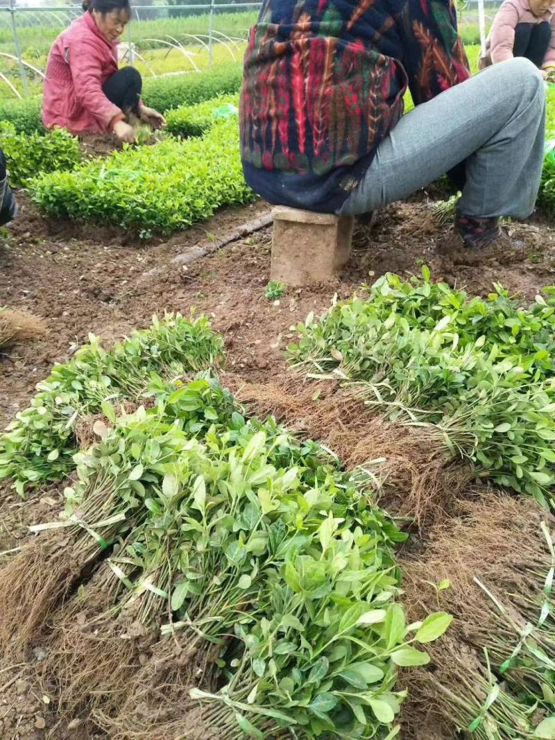 【精选】江苏小叶扶芳藤苗30-60公分高产地直发价优