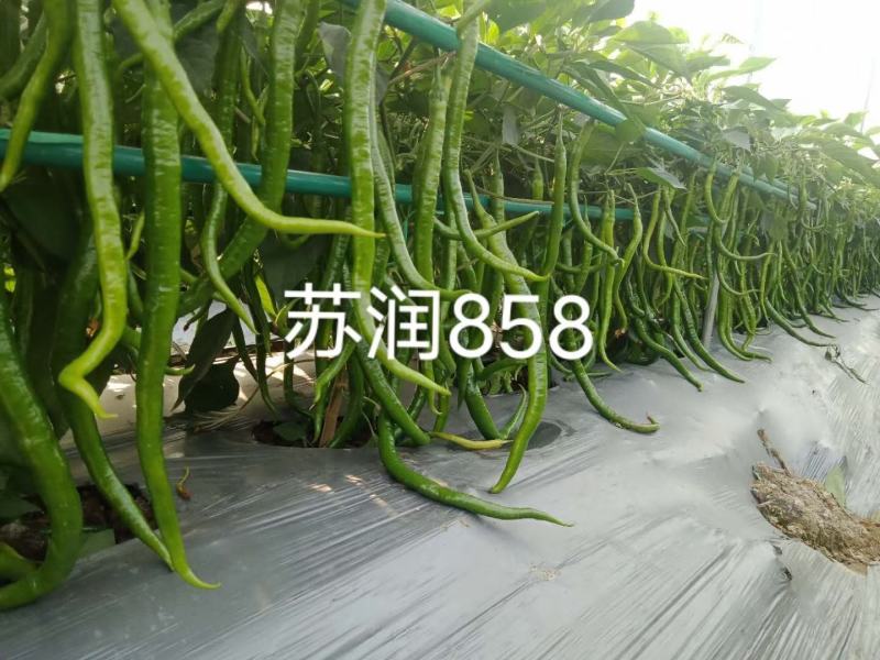 苏润种业858特长果线椒种子，早熟绿色线椒，线椒条椒种子