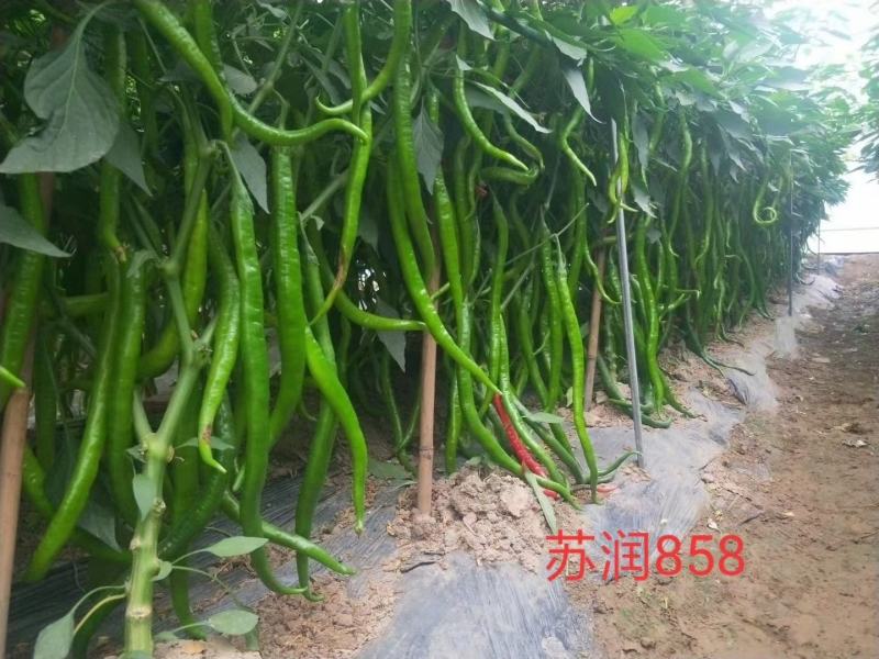 苏润种业858特长果线椒种子，早熟绿色线椒，线椒条椒种子