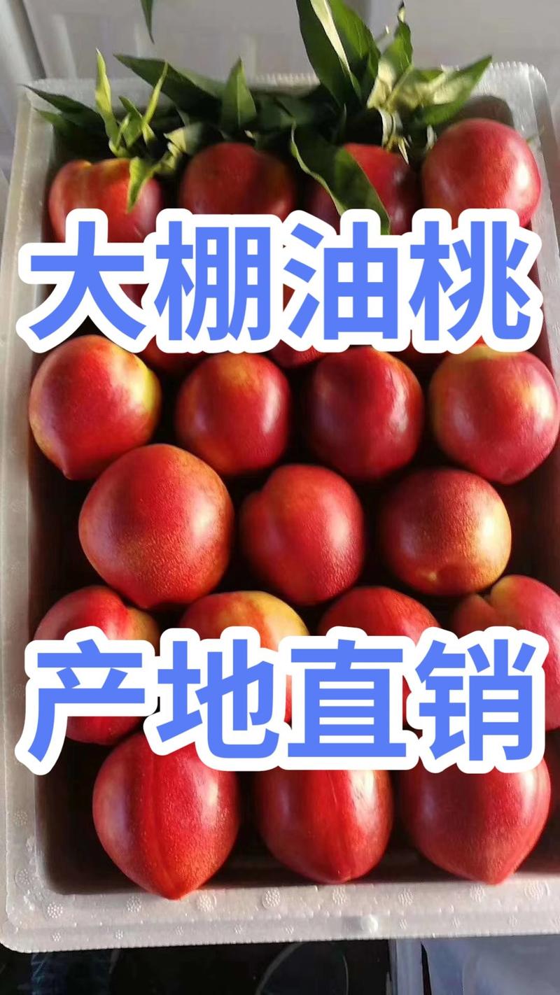 山东【大棚油桃】品种齐全产地大量现货物流专线发货
