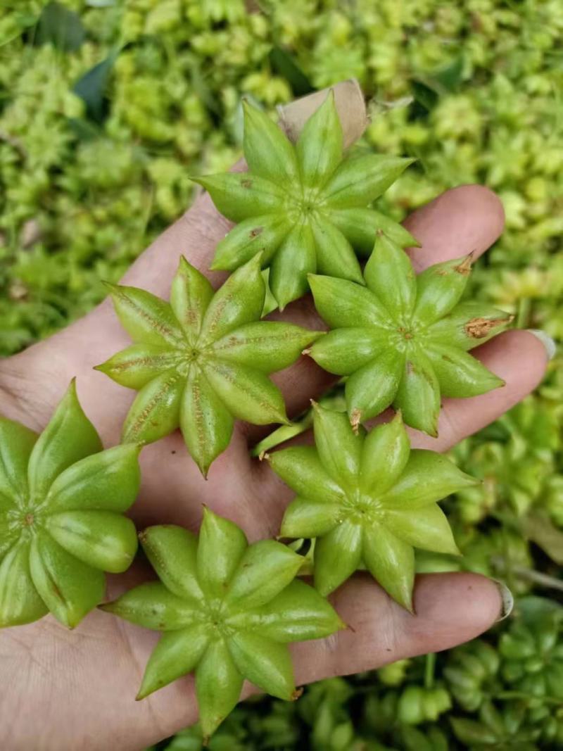 广西藤县古龙大红八角嫁接苗