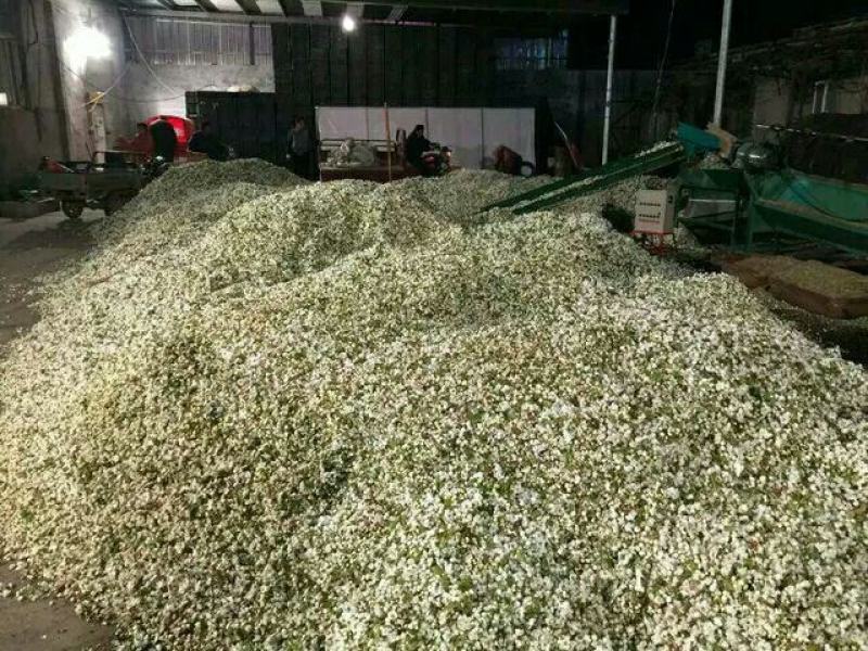 酥梨花粉，黄梨雪花梨花粉，库尔勒香梨授粉专果粉，保证活性