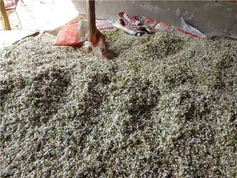 酥梨花粉，黄梨雪花梨花粉，库尔勒香梨授粉专果粉，保证活性