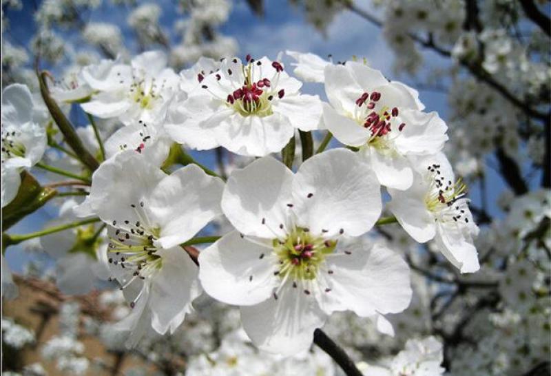 酥梨花粉，黄梨雪花梨花粉，库尔勒香梨授粉专果粉，保证活性